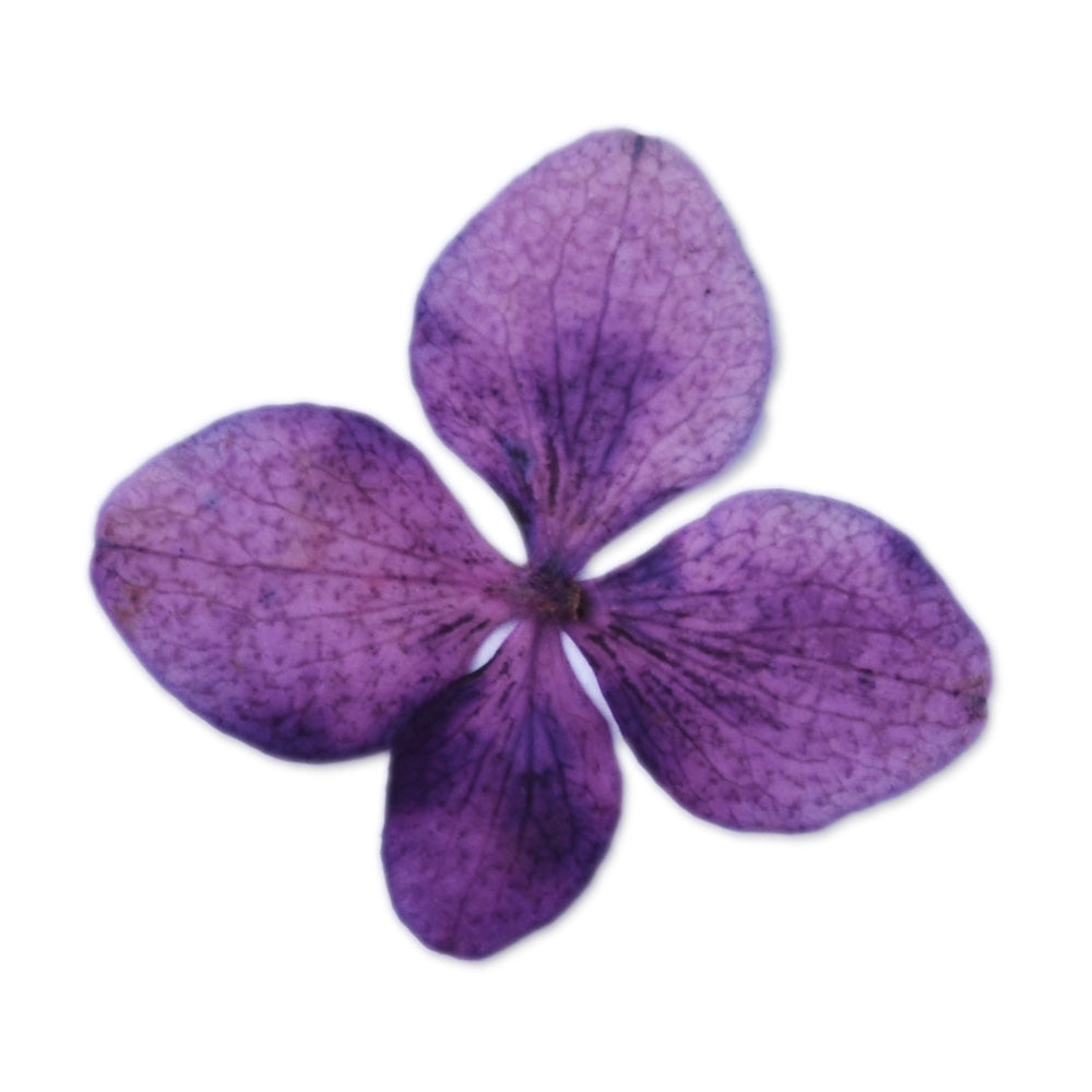 12pcs Dried Real Pressed Flower Stickers dyed pressed flower for phone case,paper goods