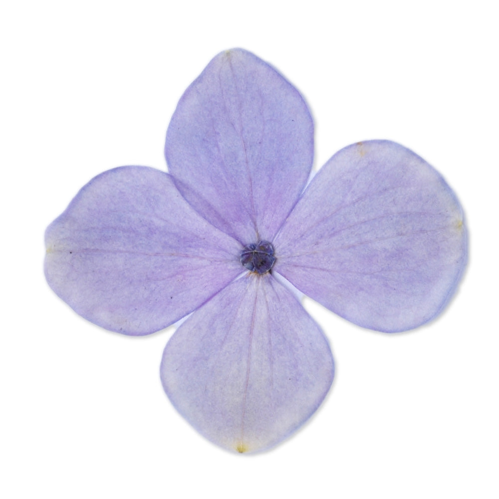 12pcs Dried Real Pressed Flower Stickers dyed pressed flower for phone case,paper goods