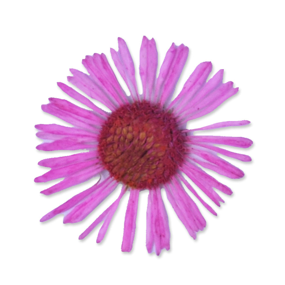 12pcs Dried Real Pressed Flower Stickers dyed pressed flower for phone case,paper goods