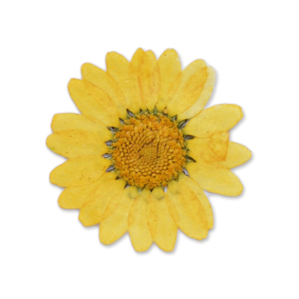 12pcs Dried Real Pressed Flower Stickers dyed pressed flower for phone case