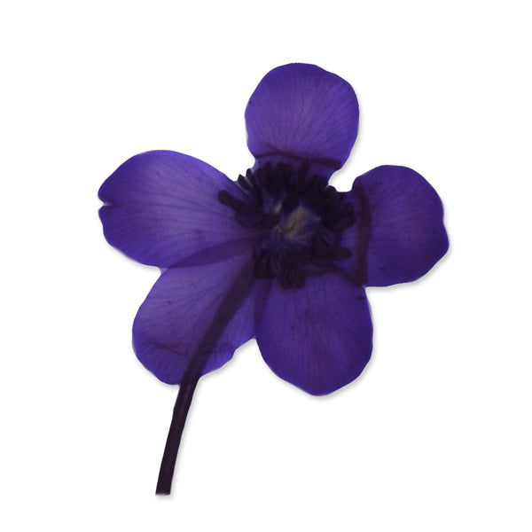 12pcs Dried Real Pressed Flower Stickers dyed pressed flower for phone case