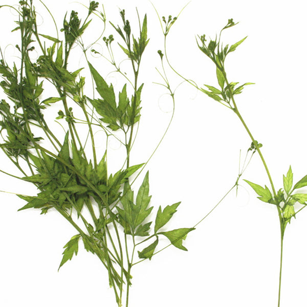 5-6cm Cardiospermum halicacabum L. Dried Pressed Flower Real leaf diy jewelry 12pcs 10228250