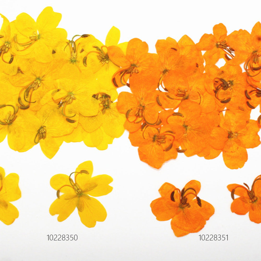 2-3.5cm Pressed Cassia Flowers Yellow and Orange Dried flower diy Photo Frame 12pcs 102283