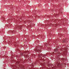 1-2.5CM Centaury Pressed Flower Crafts Real Flowers Dried flower Handmade pendant materials 12pcs