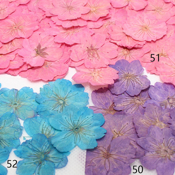 3-3.5cm Cerasus sp. Pressed Flower diy Real flower jewelry Botanical bracelet 12pcs 102288