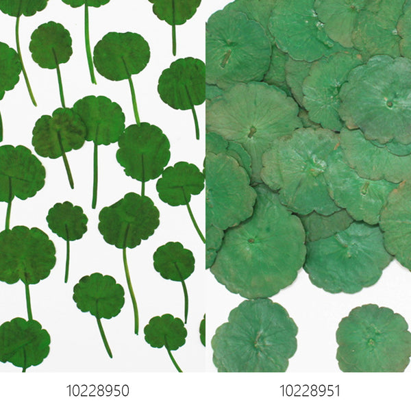 2-3.5CM Pressed Penny Grass Leaf Real Flower dried flowers Pressed Flower Gift 12pcs 102289