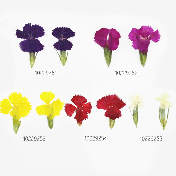 1.5-3CM Pressed pink Dried flower natural Floral Jewelry diy earrings pendant bracelet 12pcs 102292