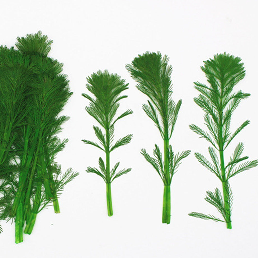 4-7cm Real natural Mini pine tree Dried Pressed Flowers for Crafting Pressed plants Gift 6pcs 10229350