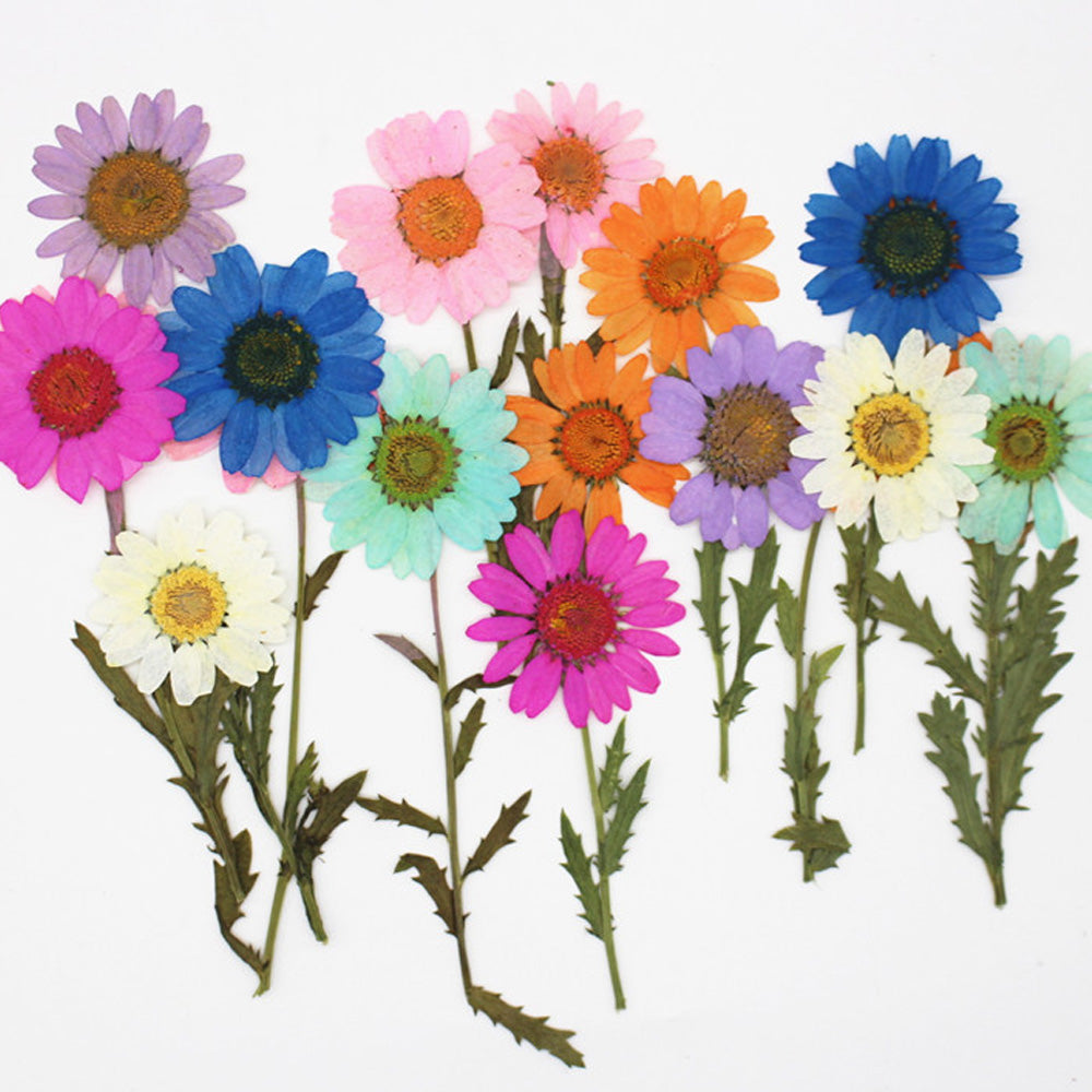 2.5-3.5cm Real flowers Chrysanthemum paludosum Dried Pressed Flowers Gift for nature lovers 6pcs