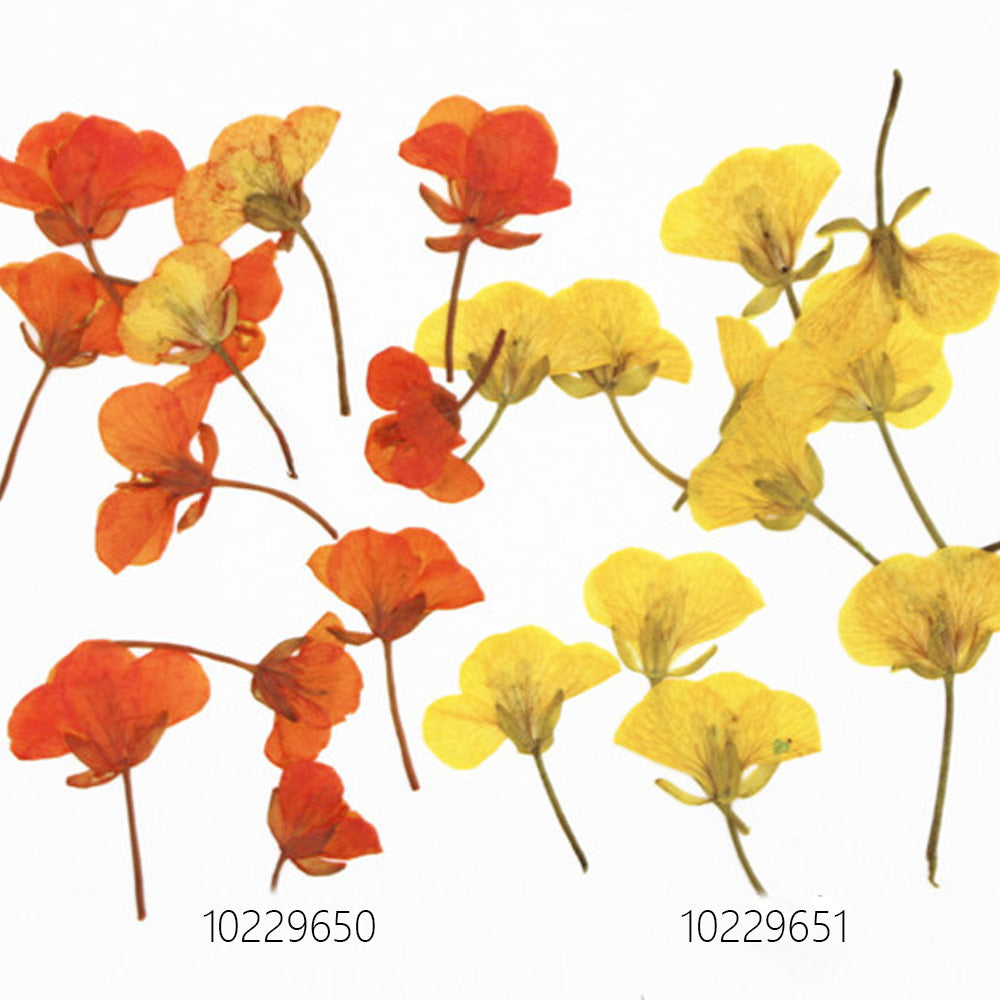1.5-3.5cm Pressed Rape flowers Pressed plants Dried Flowers for Crafting Nature Jewelry 12pcs
