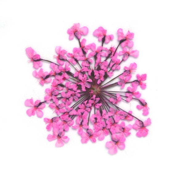 12pcs Real Pressed Flowers dried pressed  flower for Crafting Real Botanical Jewelry