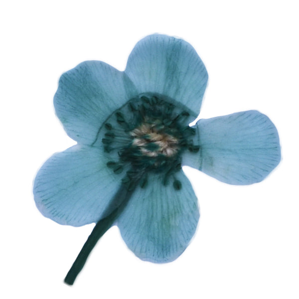 12pcs Dried Real Pressed Flower Stickers dyed pressed flower for phone case