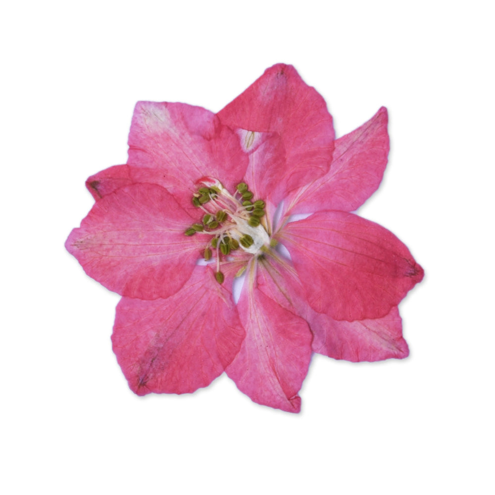 12pcs Dried Real Pressed Flower Stickers dyed pressed flower for phone case