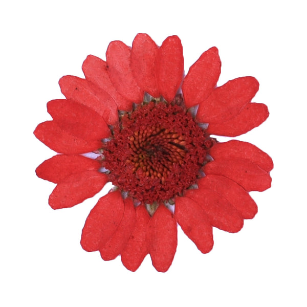 12pcs Dried Real Pressed Flower Stickers dyed pressed flower for phone case