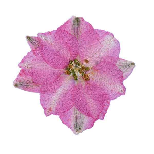 12pcs Dried Real Pressed Flower Stickers dyed pressed flower for phone case