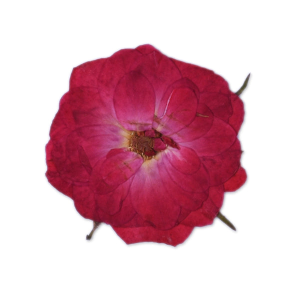 10pcs Dried Real Pressed Flower Stickers dyed rose pressed flower for phone case,paper goods