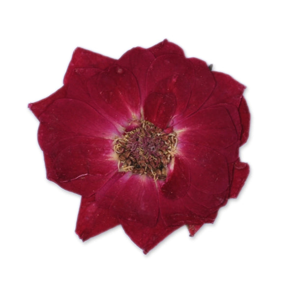 10pcs Dried Real Pressed Flower Stickers dyed rose pressed flower for phone case,paper goods