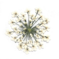 12pcs Real Pressed Flowers dried pressed  flower for Crafting Real Botanical Jewelry