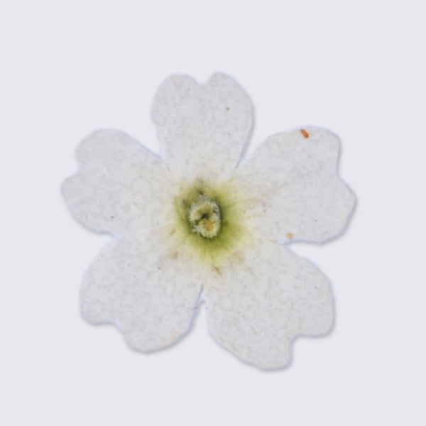 12pcs Dried Real Pressed Flower Stickers dyed pressed flower art  Nature jewelry