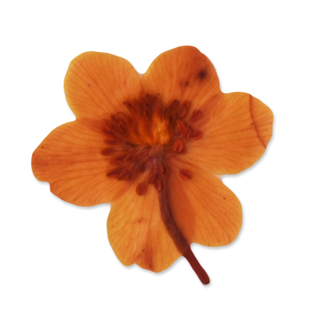 12pcs Dried Real Pressed Flower Stickers dyed pressed flower for phone case