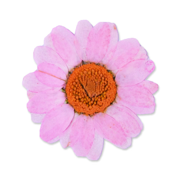 12pcs Dried Real Pressed Flower Stickers dyed pressed flower for phone case