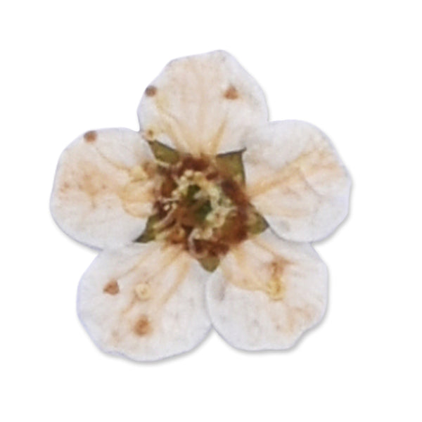 20pcs Dried Real Pressed Flower Stickers dyed pressed flower for phone case