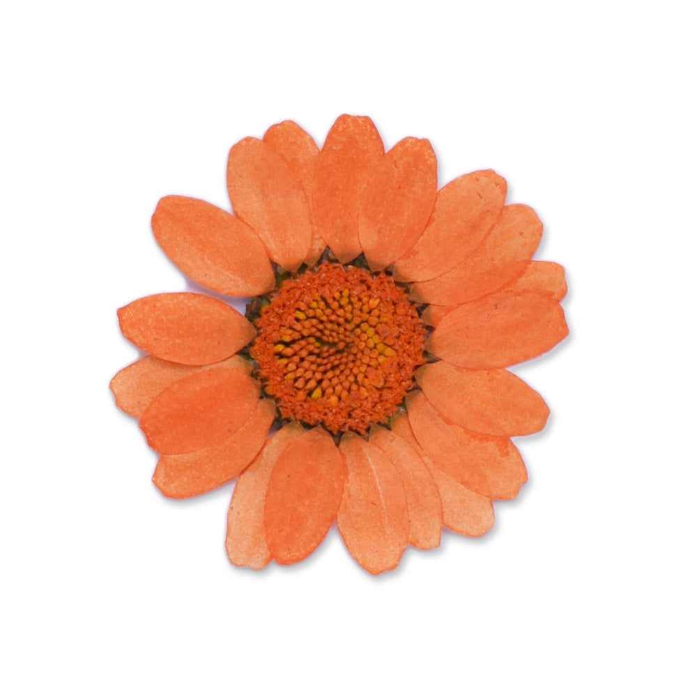 12pcs Dried Real Pressed Flower Stickers dyed pressed flower for phone case