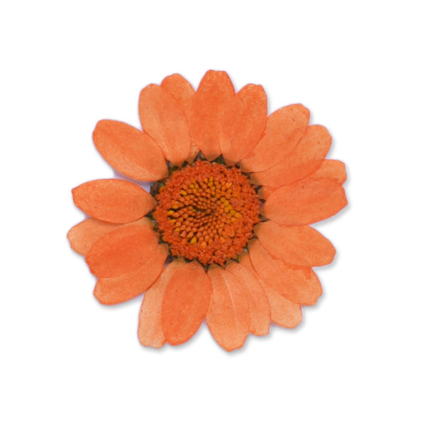 12pcs Dried Real Pressed Flower Stickers dyed pressed flower for phone case