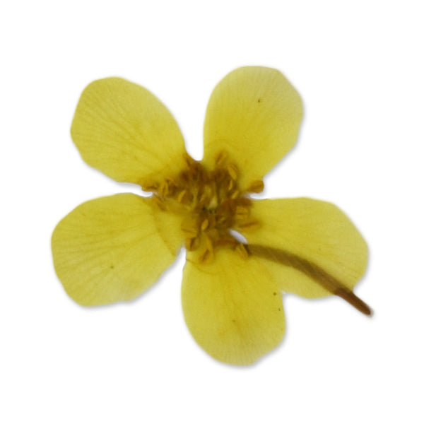 12pcs Dried Real Pressed Flower Stickers dyed pressed flower for phone case