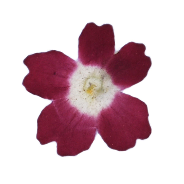 12pcs Dried Real Pressed Flower Stickers dyed pressed flower art  Nature jewelry