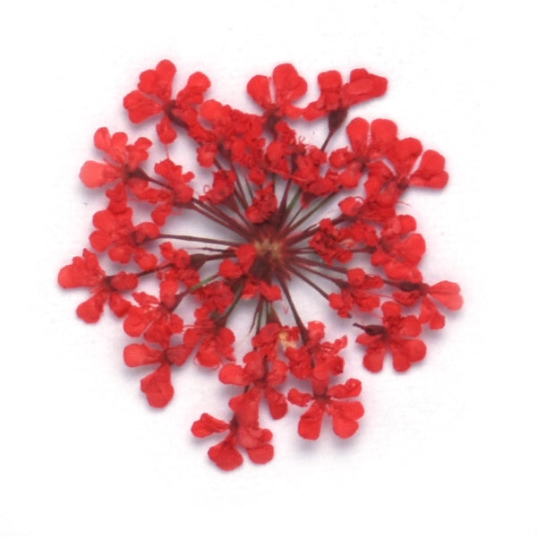 12pcs Real Pressed Flowers dried pressed  flower for Crafting Real Botanical Jewelry