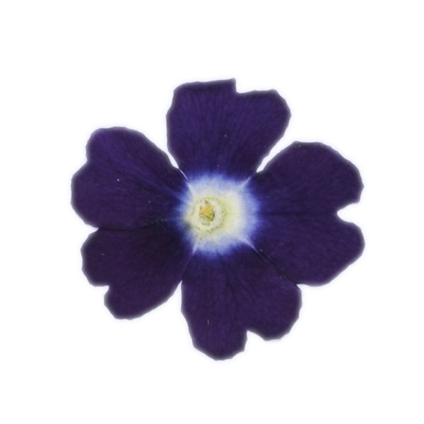 12pcs Dried Real Pressed Flower Stickers dyed pressed flower art  Nature jewelry