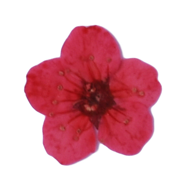 20pcs Dried Real Pressed Flower Stickers dyed pressed flower for phone case