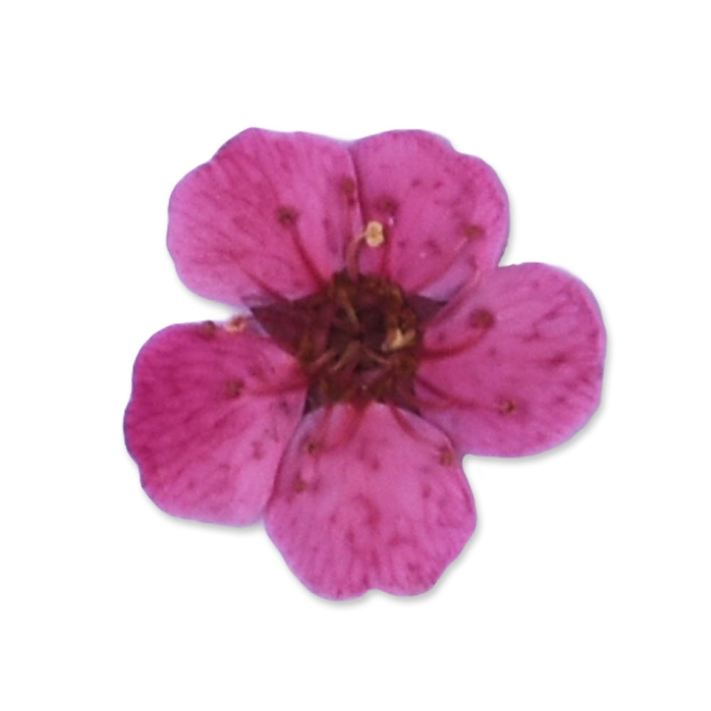 20pcs Dried Real Pressed Flower Stickers dyed pressed flower for phone case