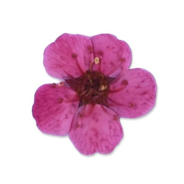 20pcs Dried Real Pressed Flower Stickers dyed pressed flower for phone case