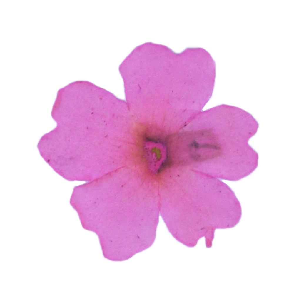 12pcs Dried Real Pressed Flower Stickers dyed pressed flower art  Nature jewelry