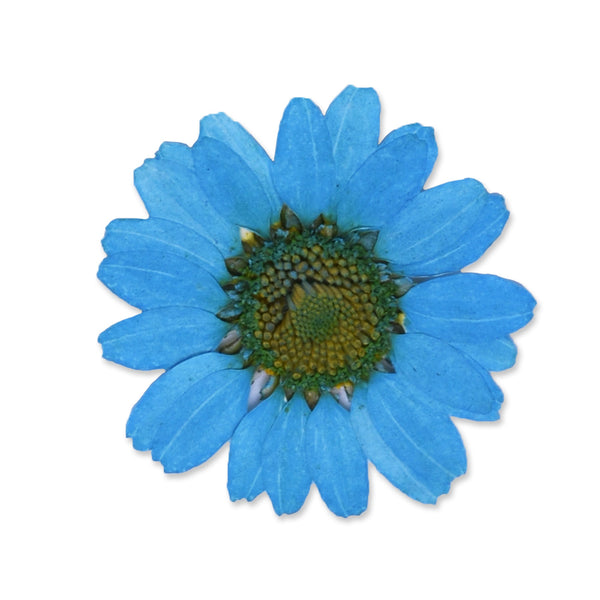 12pcs Dried Real Pressed Flower Stickers dyed pressed flower for phone case