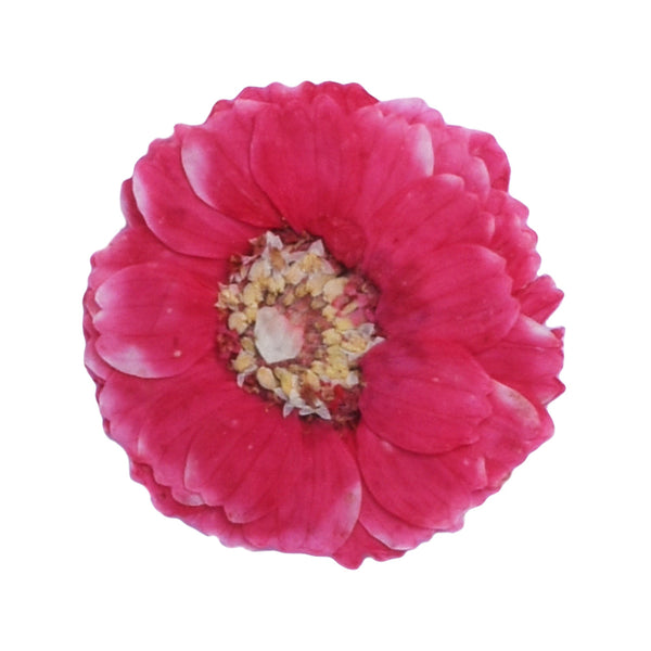 12pcs Dried Real Pressed Flower Stickers dyed pressed flower art  Nature jewelry