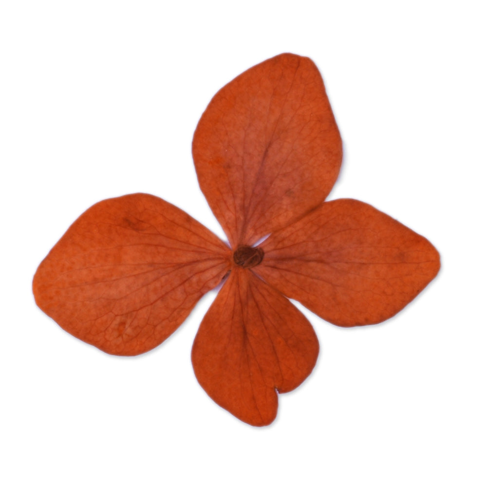 12pcs Dried Real Pressed Flower Stickers dyed pressed flower for phone case,paper goods