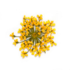 12pcs Real Pressed Flowers dried pressed  flower for Crafting Real Botanical Jewelry