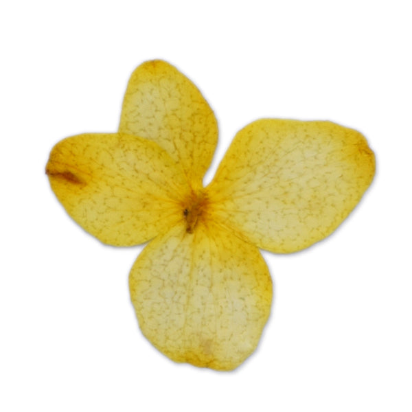 12pcs Dried Real Pressed Flower Stickers dyed pressed flower for phone case,paper goods