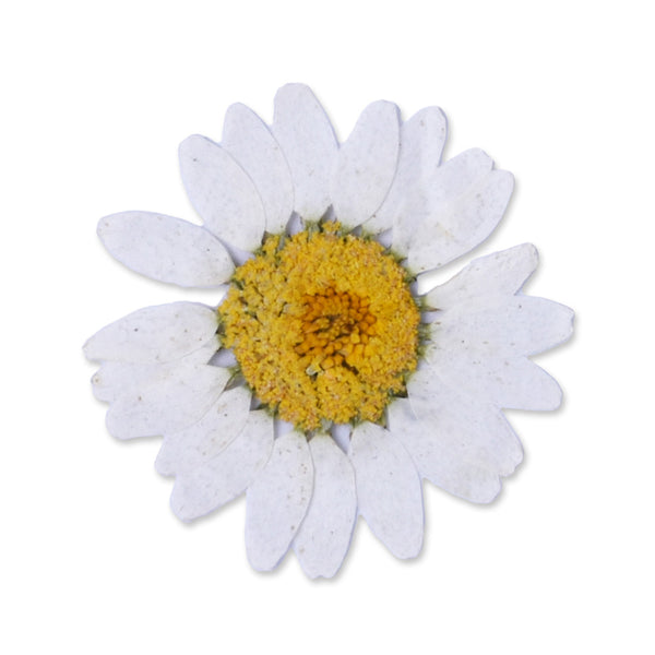 12pcs Dried Real Pressed Flower Stickers dyed pressed flower for phone case