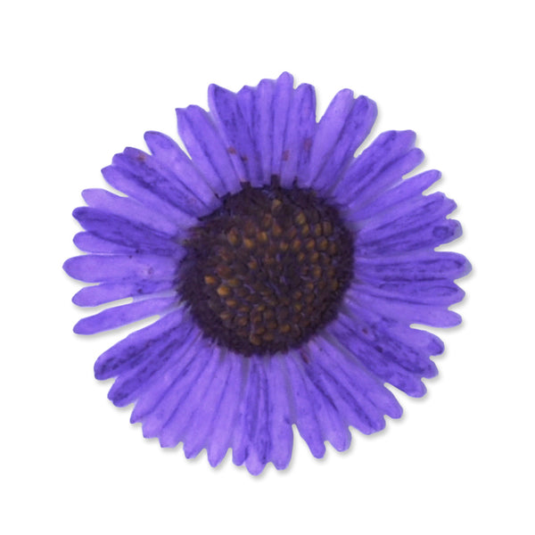 12pcs Dried Real Pressed Flower Stickers dyed pressed flower for phone case,paper goods