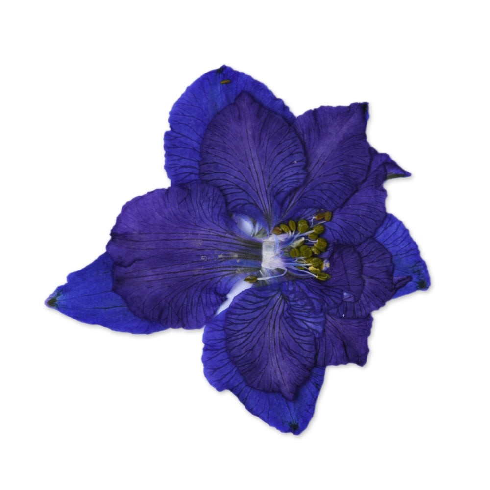 12pcs Dried Real Pressed Flower Stickers dyed pressed flower for phone case