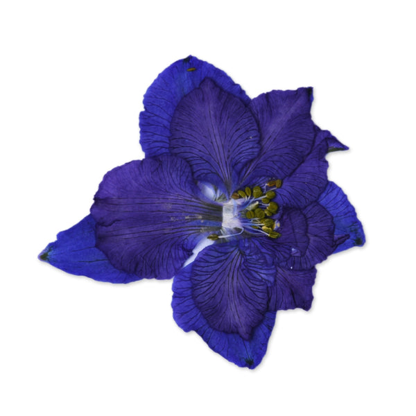 12pcs Dried Real Pressed Flower Stickers dyed pressed flower for phone case